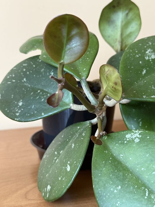 Hoya hoja obovata aktywnie rosnąca