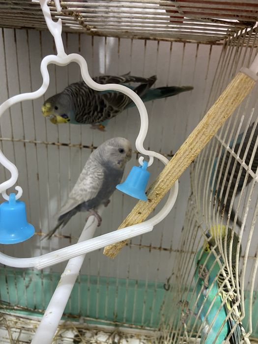Vendo 2 casais de piriquitos