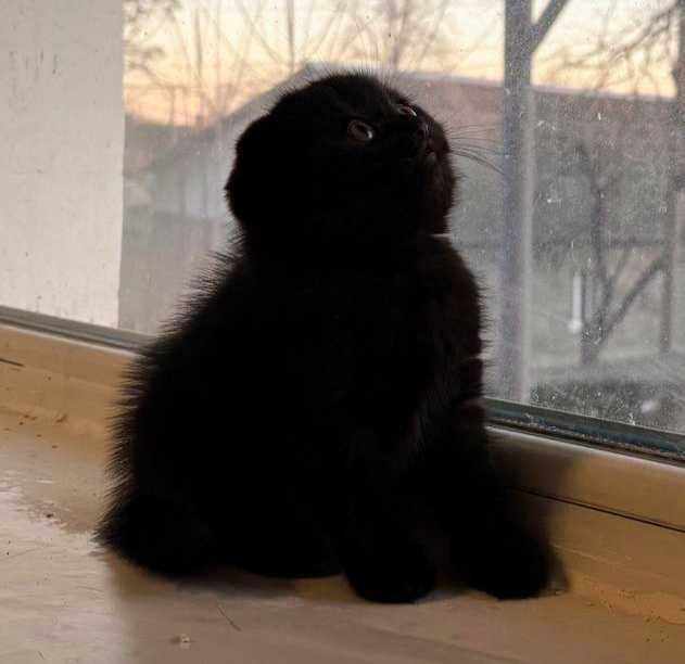 Шотландские вислоухие котята