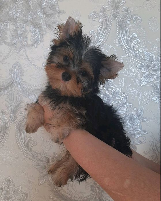 Йоркширский терьер