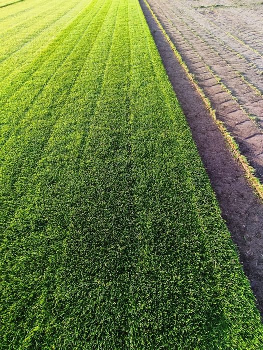 Trawa z rolki - Producent Garden Grass