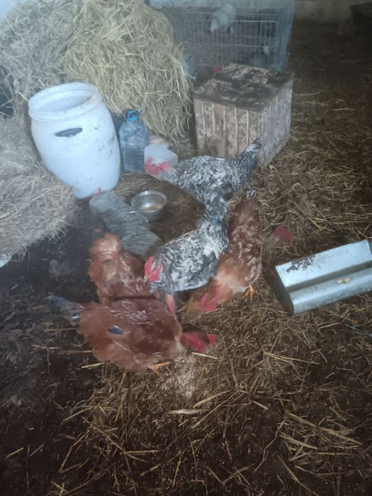 galos pedrês/vermelhos