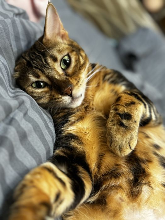 Бенгальская кошечка