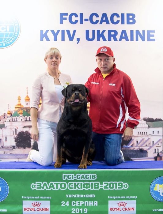 Раннее бронирование малышей ротвейлера от чемпионов