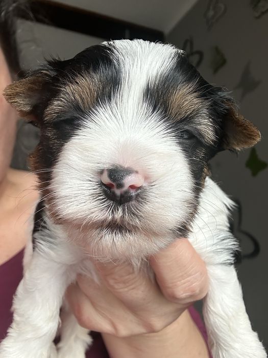 Yorkshire Terrier Biewer