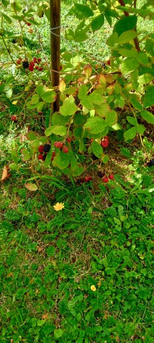 Jeżyna czarna krzak