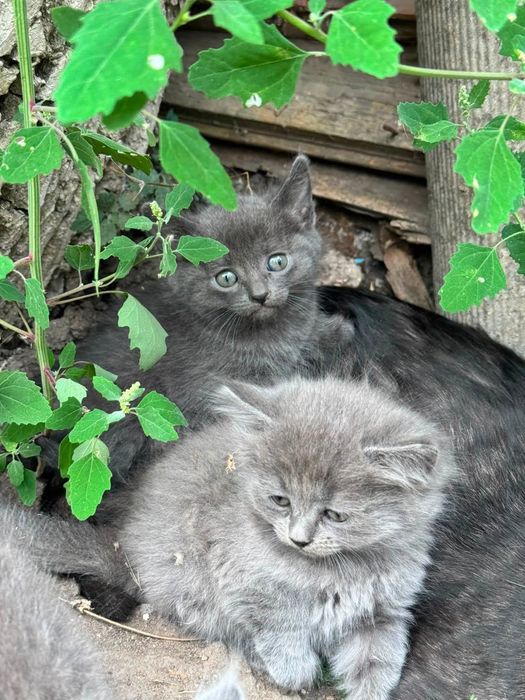 Гарнющі кошенята шукають родини!