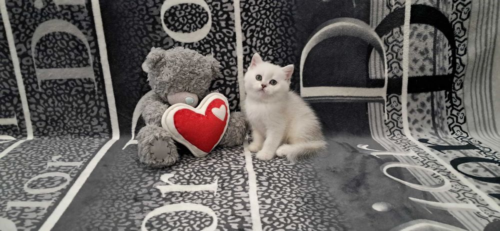 Плюшевая девочка модного окраса шиншилла.