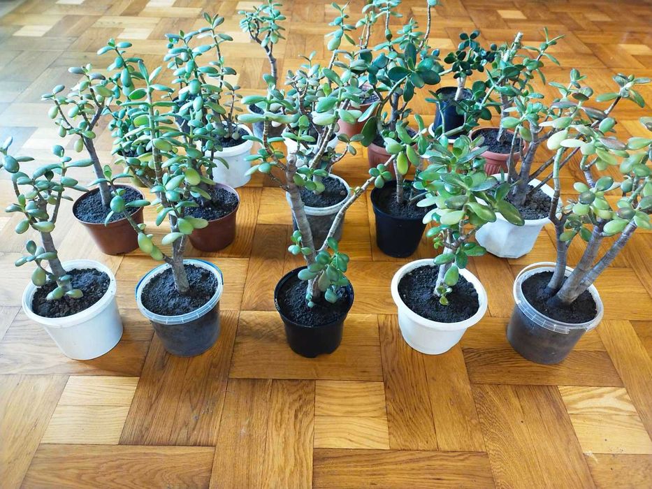 Дережное дерево взрослое