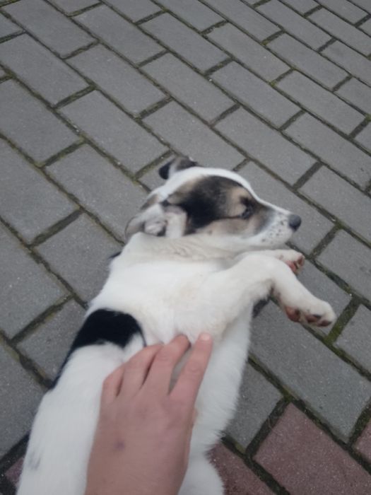 Доброго дня.Віддам в добрі руки,хлопчик,2 міс.Одна умова-не на ланцюг!