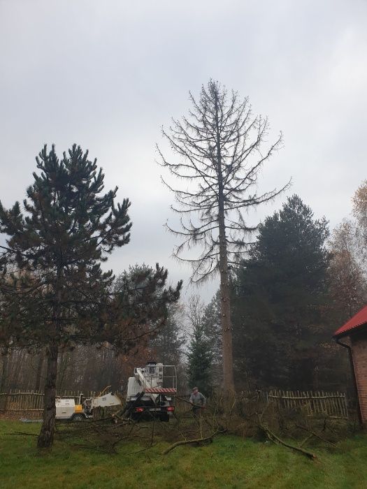Wycinka drzew Darmowa Wycena przycinanie rębak zwyzka podnosnik koszow