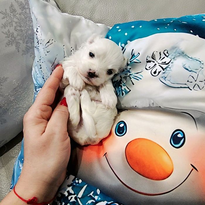 Sunia rasy Maltańczyk  z rodowodem wielopokoleniowym