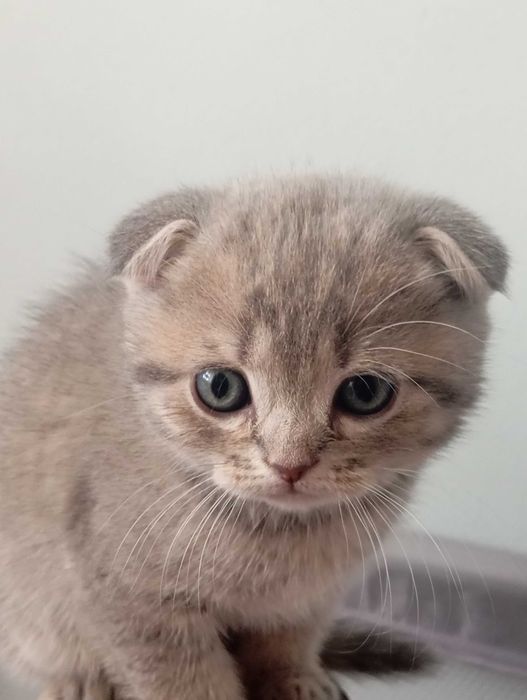 Кошеня блакитної золотої шиншили