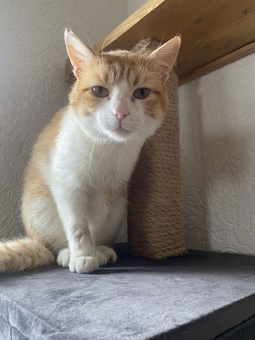 Rudzik poleca się do adopcji