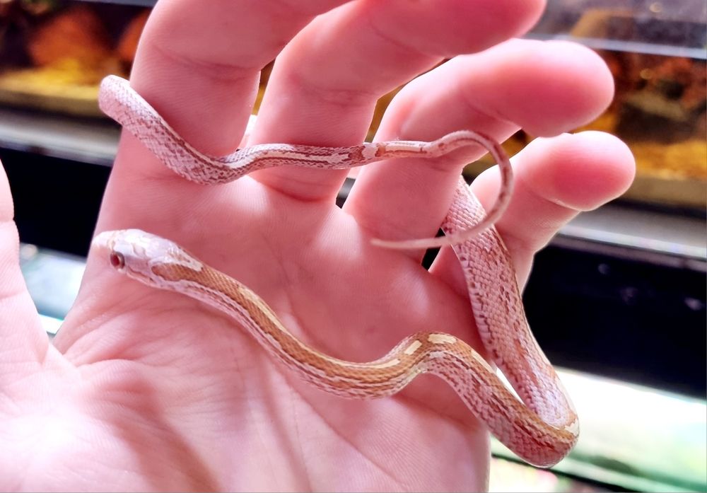 Wąż zbożowy mosque gold dust tesser samiec