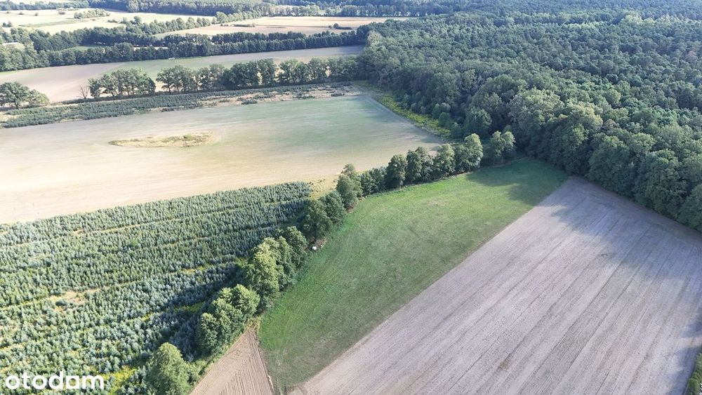 Duża działka w Zawadzie – blisko Opola, pod lasem - Widok 2