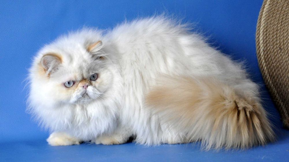 Персидский мальчик гималайский ред поинт , питомник