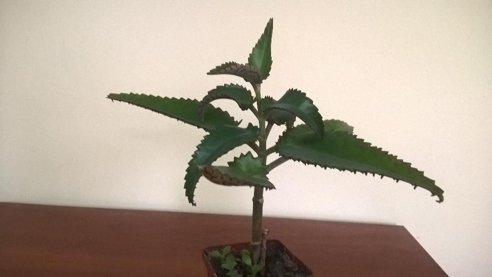 Лікувальне каланхое, листки