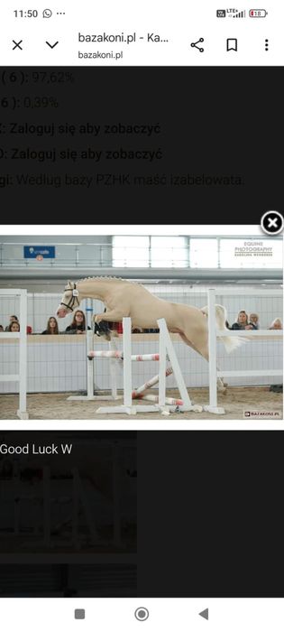 Klacz 9 miesięczna Bardzo Urodziwa