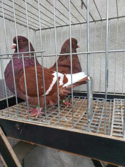 Ryś polski rysie polskie