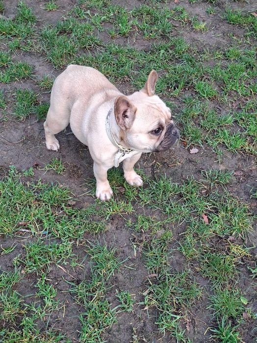 Buldog Francuski Suczka FCI / ZKwP