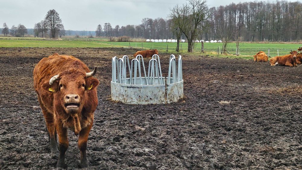 karmik pasnik na bele 12 stanowisk