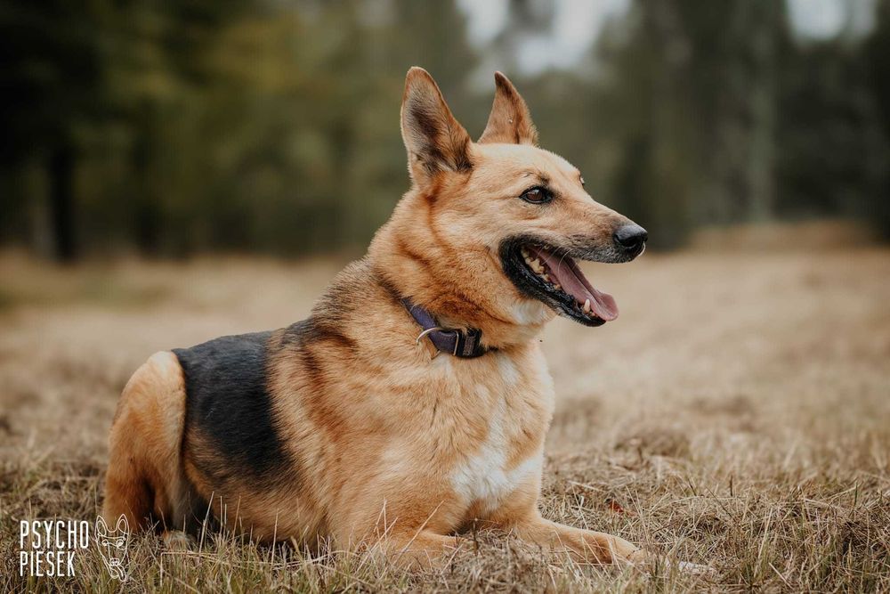 spokojny, łagodny pies czeka na dom