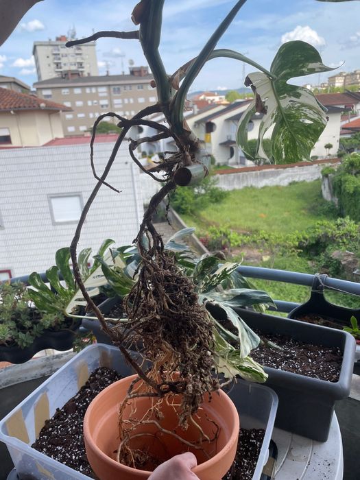 Monstera deliciosa variegata