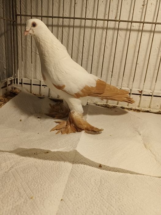 Gołąb. Wiedyn żółty samica. 25