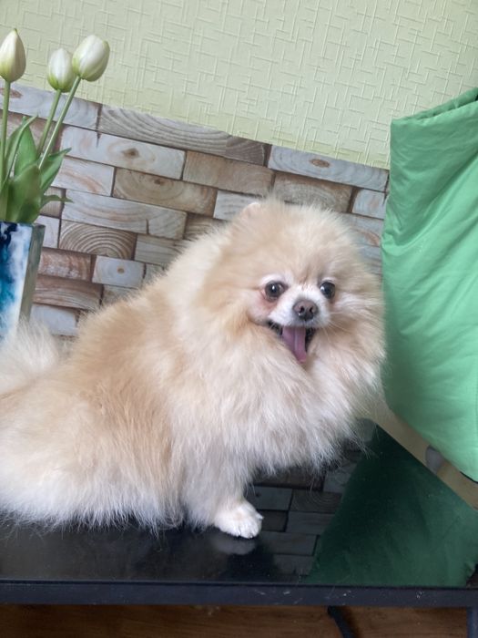 Вязка померанський  шпиц