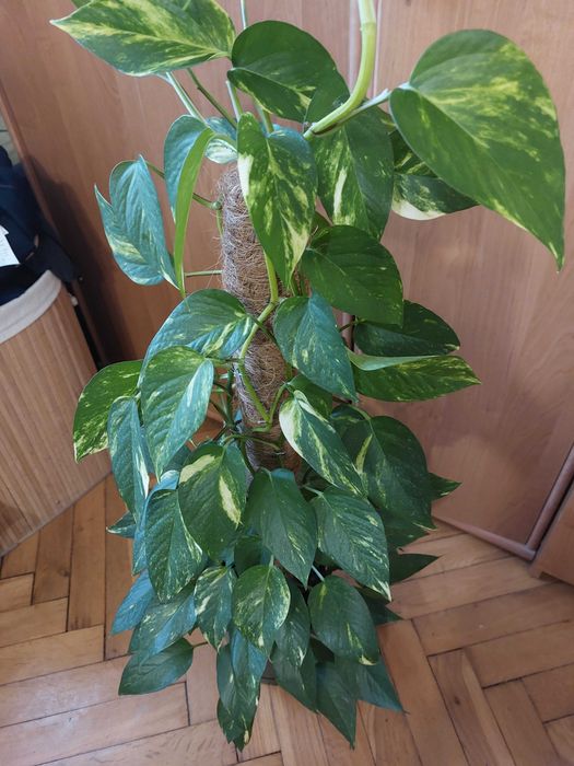 REZERWACJA Kwiat Epipremnum w zielonej doniczce na paliku