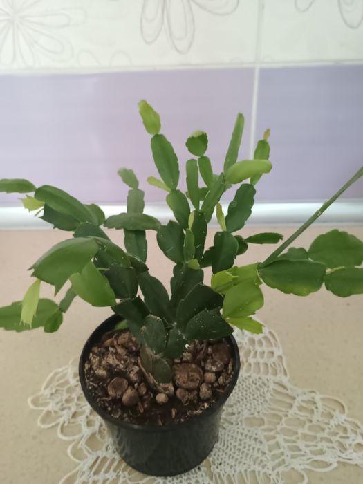 Zygokaktus  i dziękczennik razem w doniczce.Syngonium zroślicha ukorzeniona, syngonium mohito,   w doniczce