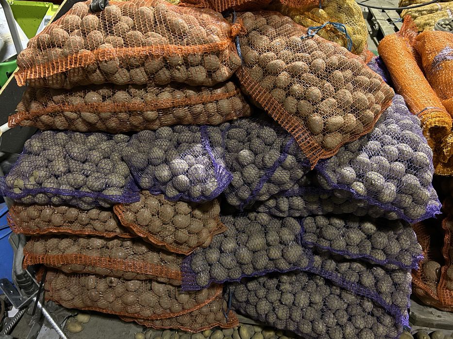 Ziemniaki- sadzeniaki