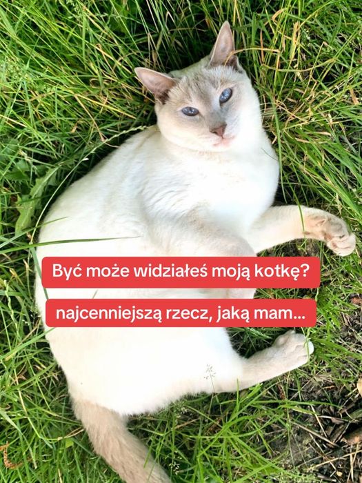 Zaginęła kotka Mila, nagroda
