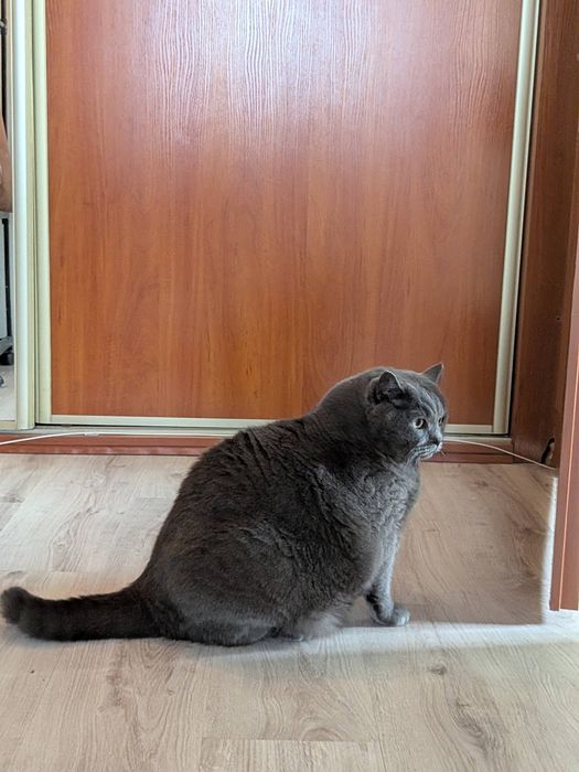 Віддам кота в добрі руки