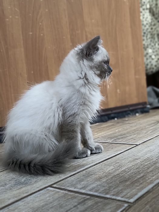 Kociaki Nevada Maskarada  gotowe do odbioru