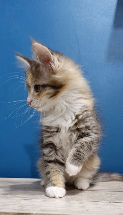 Srebrna szylkretowa kotka Maine coon
