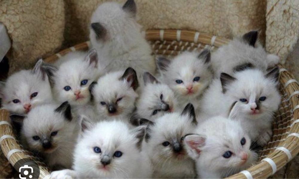 Сноу шу котятки очень милые