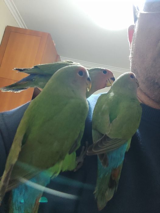 Agapórnis roseicollis domesticados