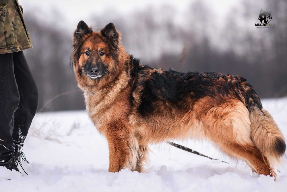 Rocky , około 5 letni owczarek do adopcji z fundacji