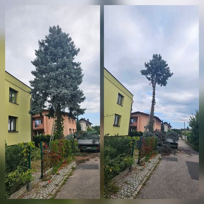 Wycinka drzew/metoda alpinistyczna/zwyżka/szybkie terminy