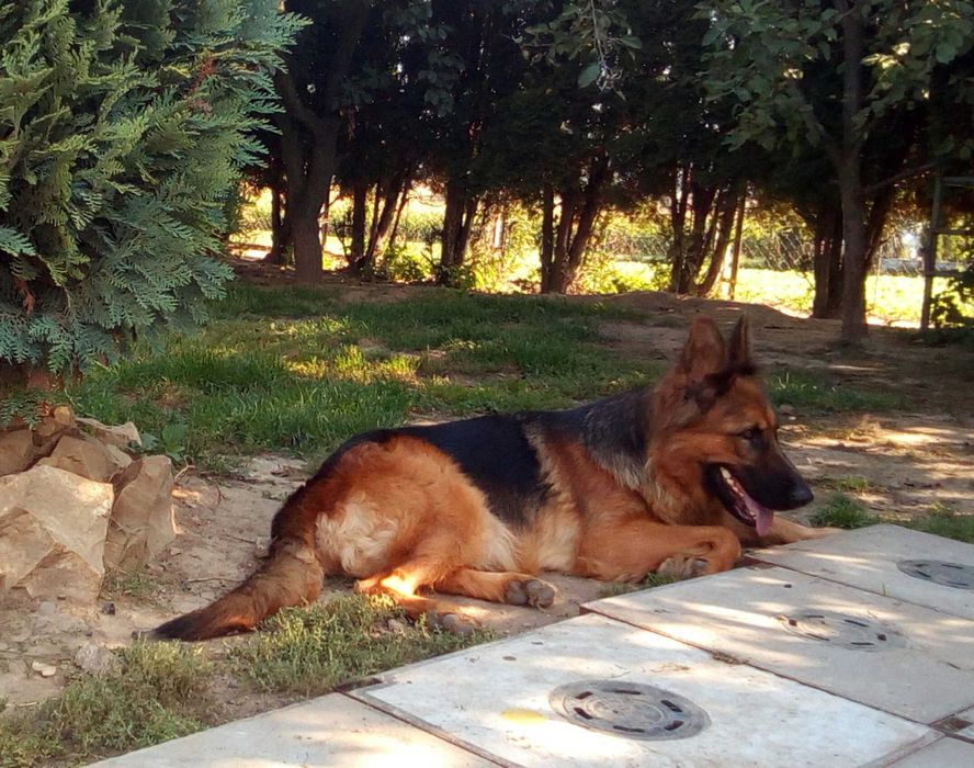 Owczarek niemiecki dorosła suczka