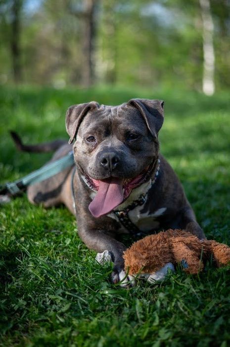 Fajny i przyjazny pies w typie American Bully dla miłośnika rasy. Oddany, łagodny i mądry - szuka domu bez innych zwierząt i małych dzieci.Cudo pies