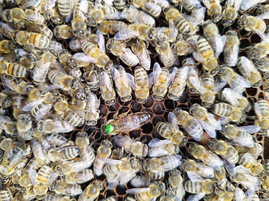 Przezimowane rodziny pszczele - Dadant / Langstroth (Krzeszowice)