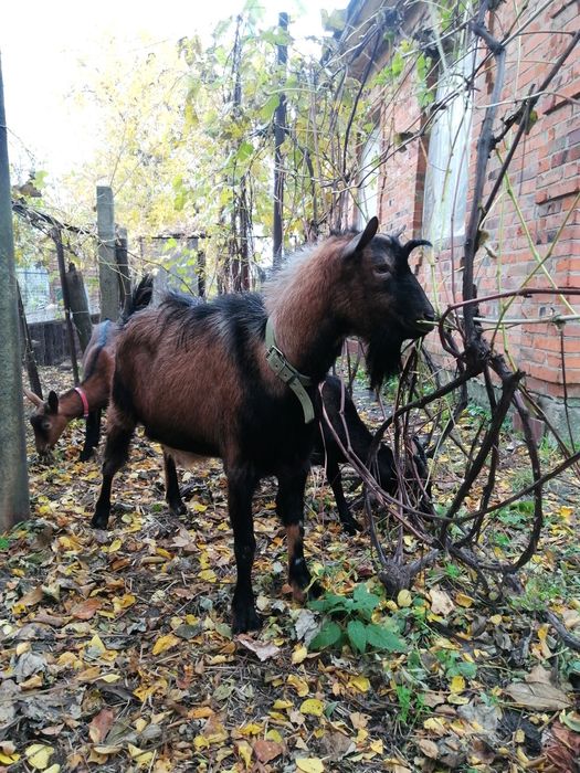 Альпійський козел случка
