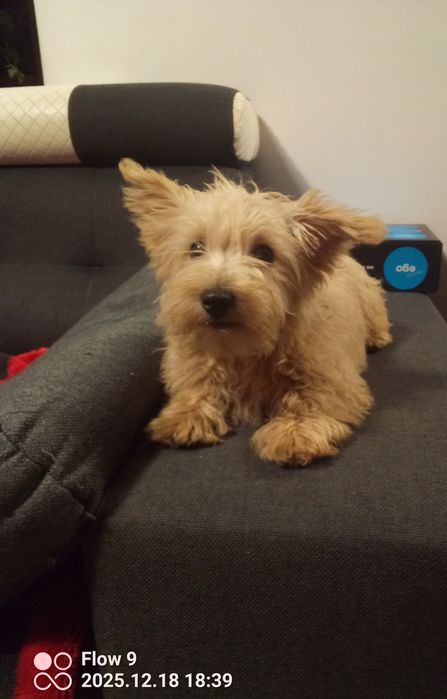 Szczeniaczek Westiepoo 2x zaszczepiony