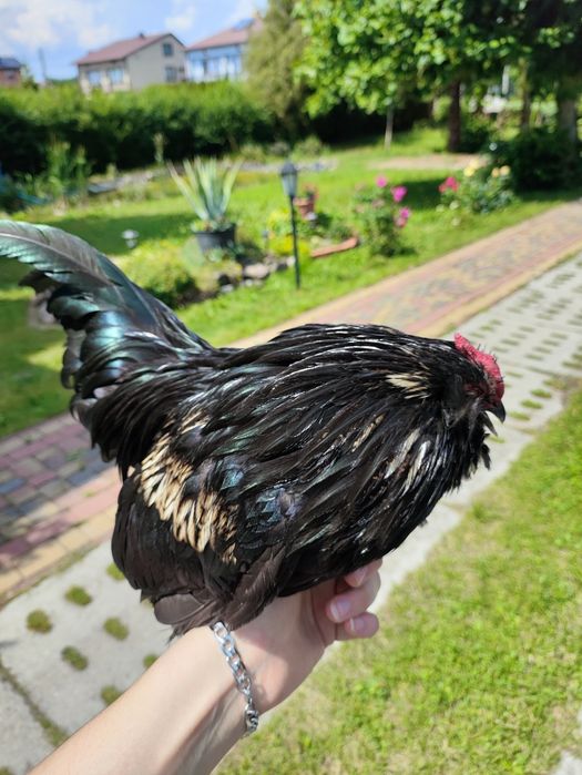 Kogut wąsacz antwerpski