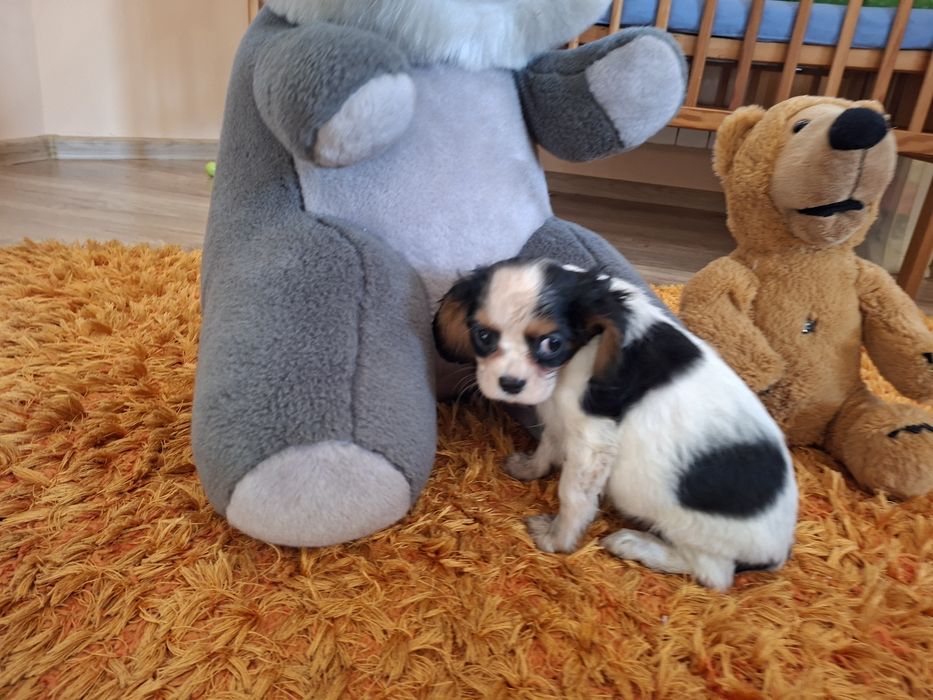 Cavalier King Charles Spaniel suczka
