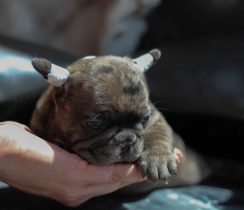 Шикарный редкий MINI мальчик окраса DARK MERLE