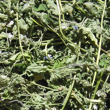 Золота рогоза гвоздика польова список